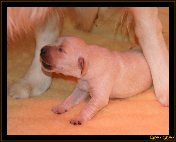 comprar golden retriever villa ellie